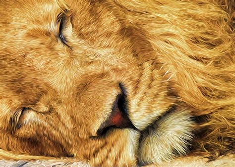 Lion Sleeps Painting by Doreen Erhardt - Fine Art America