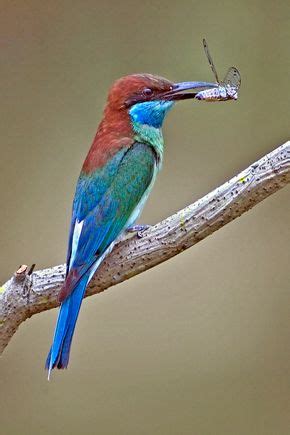 Migration patterns of the Blue-throated Bee-eater - Bird Ecology Study Group