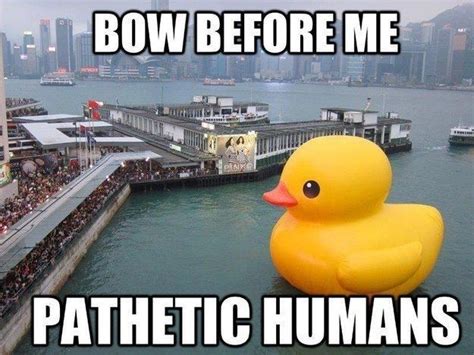 35 Duck Memes That Will Make You Quack All Day | Funny pictures, Duck memes, Funny memes