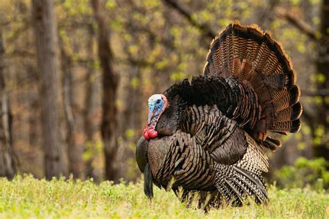 Can the Wild Turkey survive? Thanksgiving is the least of its troubles. - Flying Lessons