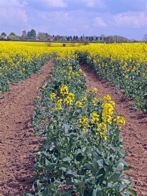 Oil seed (Canola) stock image. Image of organic, bridle - 9677555