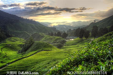 美丽的茶园风光,美丽的清茶园文章,置身茶园的优美句子_大山谷图库