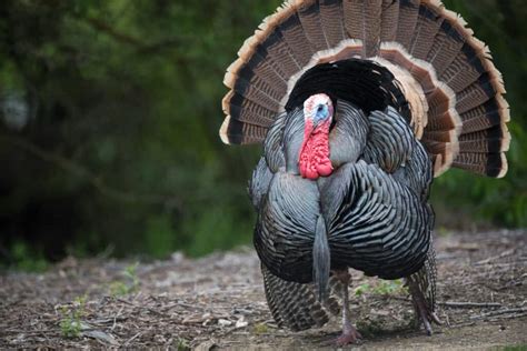 Wild Turkey Calls & Sounds, Plus Audio – Omega Outdoors