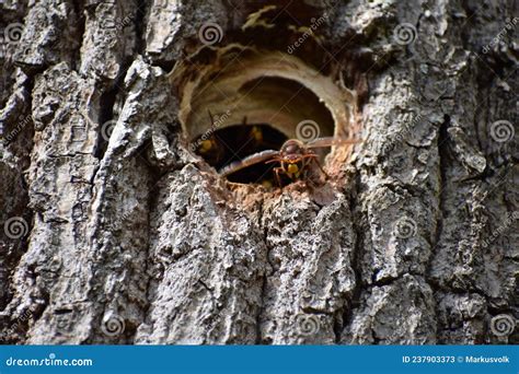 Murder Hornet Nest Entrance with Guardians Stock Image - Image of ...