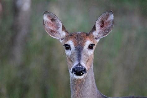 Whitetail Doe Face Photograph by Brook Burling - Pixels