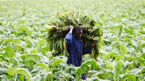 Satellite Data Brings Farming Advice to Remote Areas of Zimbabwe