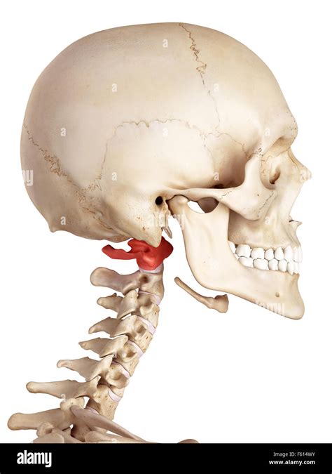 Anatomie des knochens -Fotos und -Bildmaterial in hoher Auflösung ...