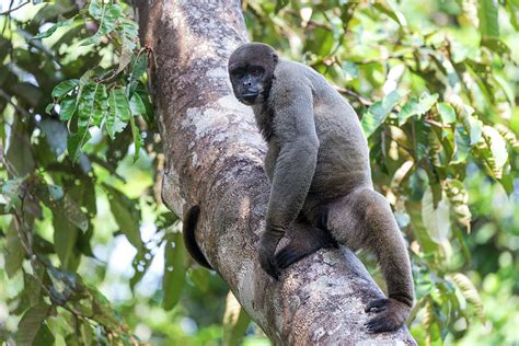 Brazil, Amazon, Manaus, Amazon Ecopark Photograph by Ellen Goff - Fine ...