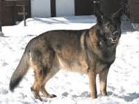 International Shiloh Shepherd Dog Club, Inc. | Rescue