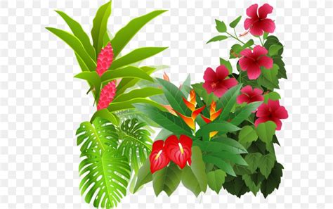 Flower Tropical Rainforest Drawing Clip Art, PNG, 600x514px, Flower ...