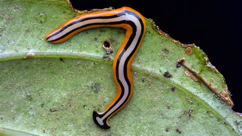 Science News | Weird 'Snake' Found in Virginia Turns Out to Be Invasive ...