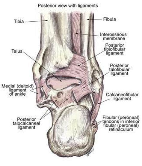 Pictures Of Ankle Joint Ligaments