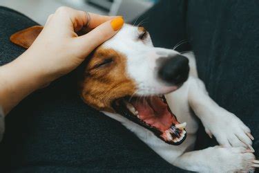 What Causes Black Spots On Dogs Gums