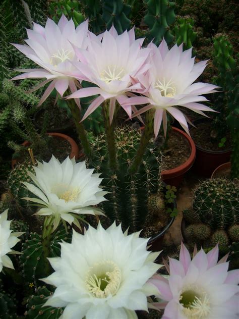 Echinopsis oxygona - Easter Lily Cactus | World of Succulents