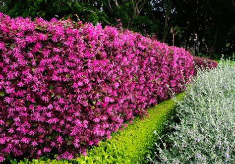 Loropetalum chinense Pink Cultivars | GardensOnline