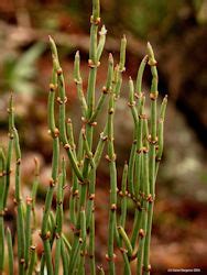 Ephedra Herb Uses