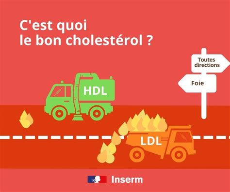 Docteur HDL et Mister LDL - C’est quoi le « bon » cholestérol ? · Inserm, La science pour la santé