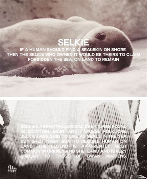 1000+ images about Seals and selkies on Pinterest | Spikes, Irish and Islands