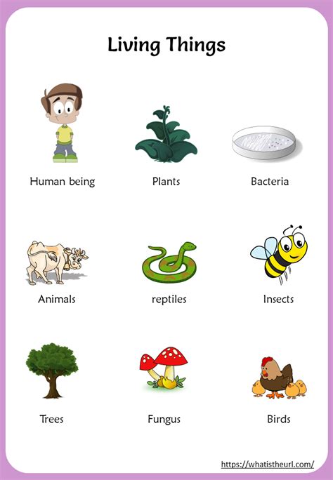 living-and-nonliving-thing-chart-1 - Your Home Teacher