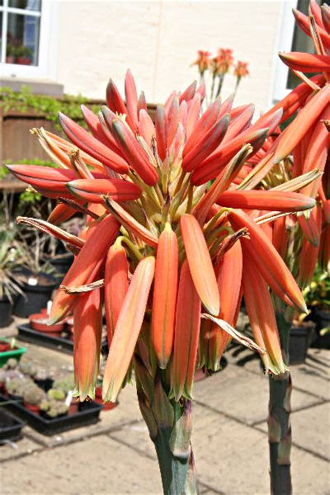 Succulents in flower, Aloe polyphylla