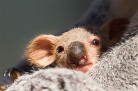 Baby Koala Noses Its Way Out of the Pouch at Planckendael - ZooBorns