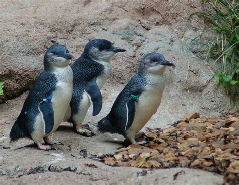 Aquarium of the Pacific | Online Learning Center | Little Blue (Fairy ...