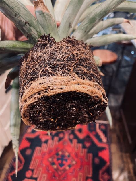 How to Propagate a Pineapple Plant - Life Love Larson