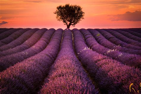 Lavender Field Wallpaper, HD Nature 4K Wallpapers, Images, Photos and Background