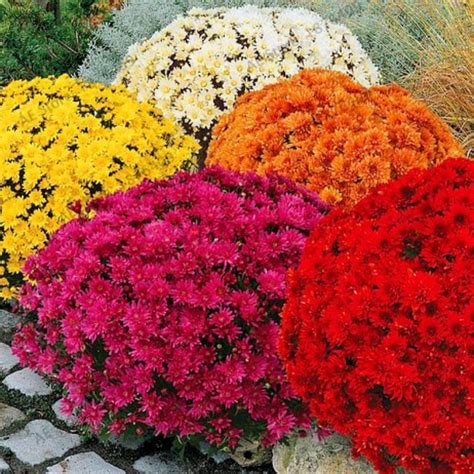 Chrysanthemum Seeds 100 PCS