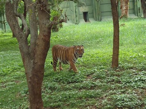 Mysore Zoo – Of History and Animals | Karnataka.com