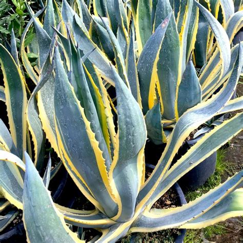 Agave americana 'Variegata' - Big Plant Nursery