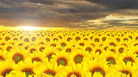 Beautiful Yellow Sunflowers Field Under Black Clouds Blue Sky During Sunrise HD Sunflower ...