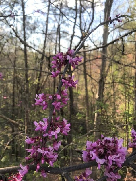 Cercis canadensis | Mellow Marsh Farm