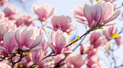 Magnolia Tree Care - How To Care for Magnolia Plants & Trees? - EmbraceGardening