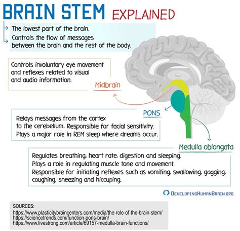 brainstem explained | Brain anatomy and function, Brain anatomy, Basic ...