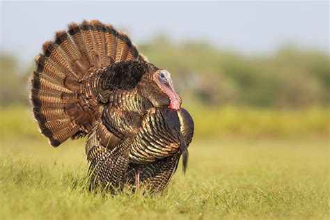 5 Remarkable Videos of Wild Turkeys