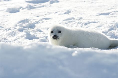 How to See Harp Seal Pups in Canada - pint size pilot