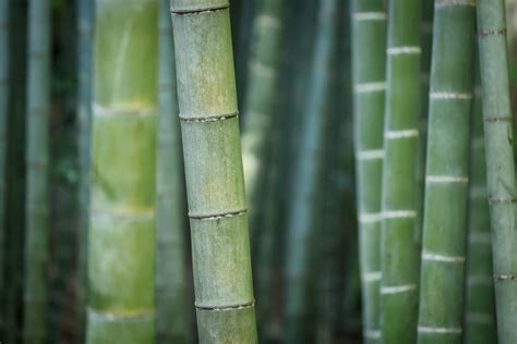 Proposed Bill to Improve Bamboo Production Plantation