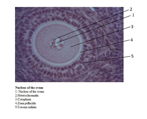 Histology – Кафедра морфології