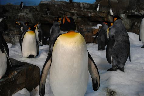 Emperor Penguin With Wings Sapread · Free Stock Photo