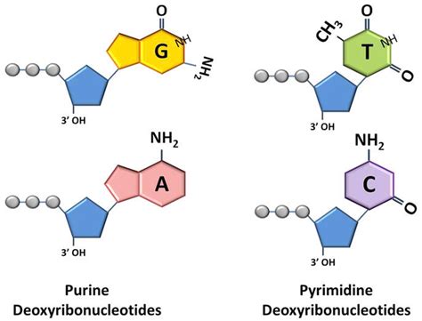 [DIAGRAM] Label The Diagrams Of Dna Nucleotides And Bases - MYDIAGRAM.ONLINE