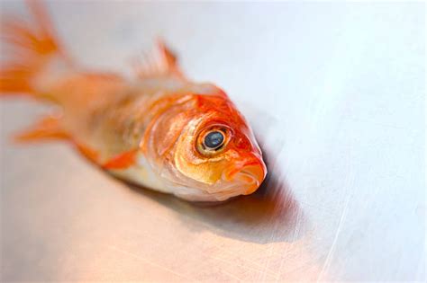 Dead Goldfish Stock Photos, Pictures & Royalty-Free Images - iStock