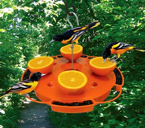 3-Way Oriole Feeder | Oriole bird feeders, Oriole bird, Bird house kits