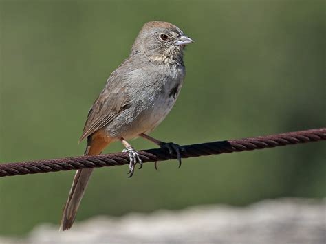 Canyon Towhee - eBird