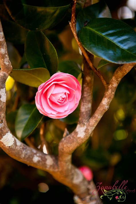 Pretty in pink Gardenia. | Amazing flowers, Gardenia, Flowers