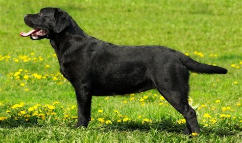 English Lab - Your Guide To The English Labrador Retriever