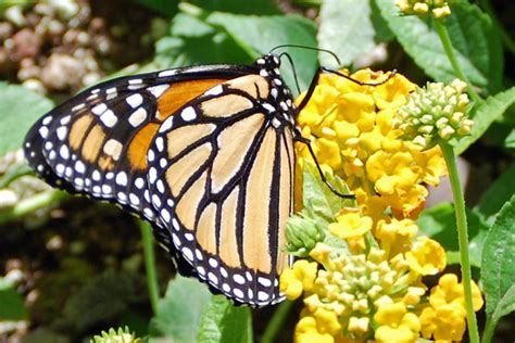 Monarch Butterfly Exhibit at Desert Botanical Garden