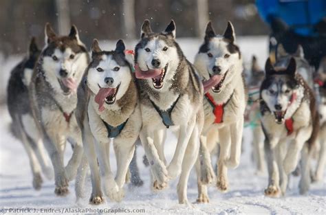 Siberian husky sled team | AlaskaPhotoGraphics.com | Dog sledding, Siberian husky dog, Siberian ...