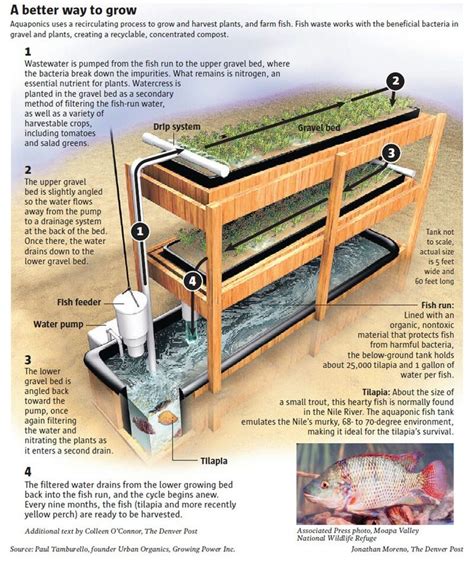 Simple Aquaponics System for Growing Your Own Food & Fish At Home | Aquaponics, Aquaponics ...