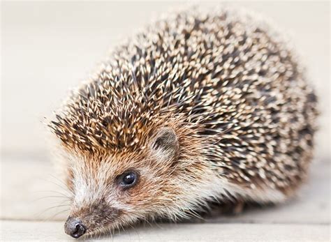 Signs Of Pregnancy In Female Hedgehogs - Pet Central by Chewy